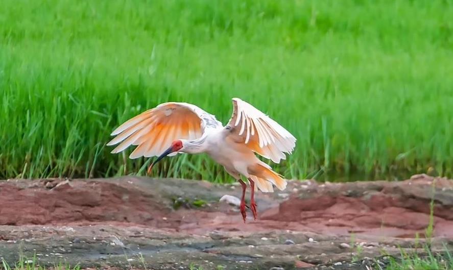 成群朱鹮落户汉阴