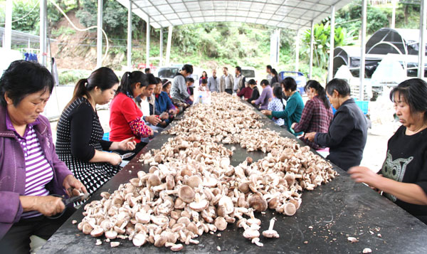 三合村产业扶贫路越走越宽