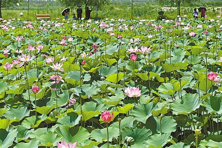 千亩荷塘 十里荷香