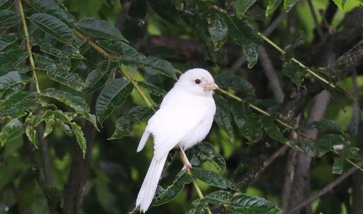 陕西化龙山发现罕见白化伯劳