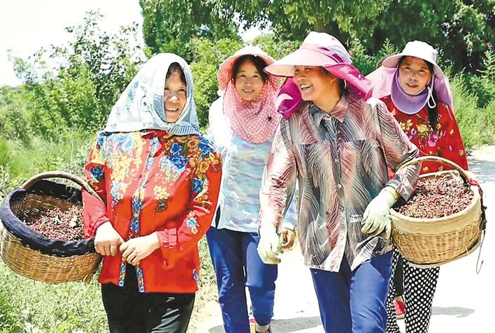 致富花椒林 映红群众心