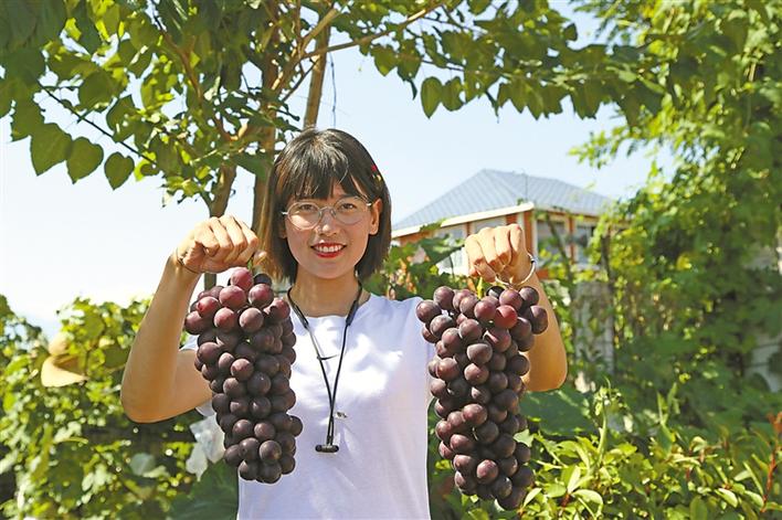 三秦新风貌 “新集葡萄”开园啦！