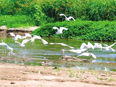 一幅和谐的生态画卷：百余只野生白鹭“常住”桃花潭