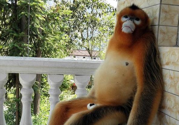 汉中洋县一村民家中有位特殊客人 金丝猴蹭吃喝惹人爱