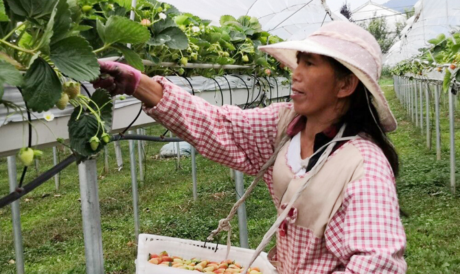 莓产业助力群众脱贫增收