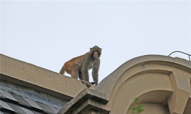 西安惊现两只“猴哥”大“闹”居民区 一只被擒一只还在逃