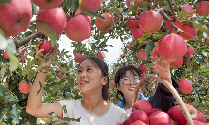 “洛川苹果”迎来丰收季