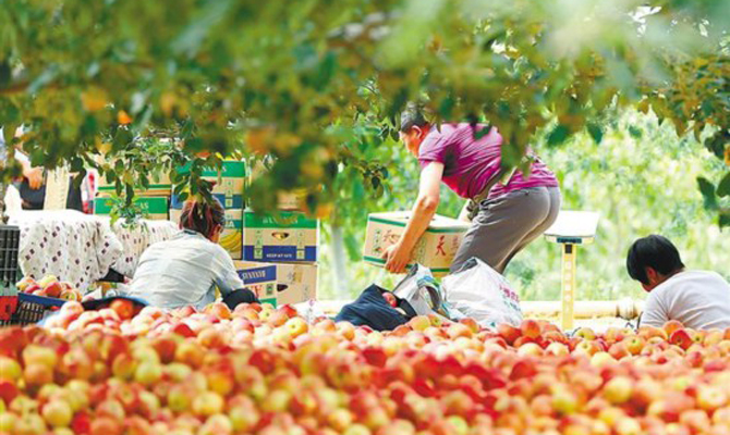 陕西苹果迎来丰收季