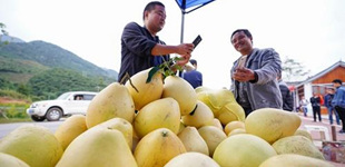 商務(wù)部：上半年農(nóng)產(chǎn)品網(wǎng)絡(luò)零售額實現(xiàn)116.4億元