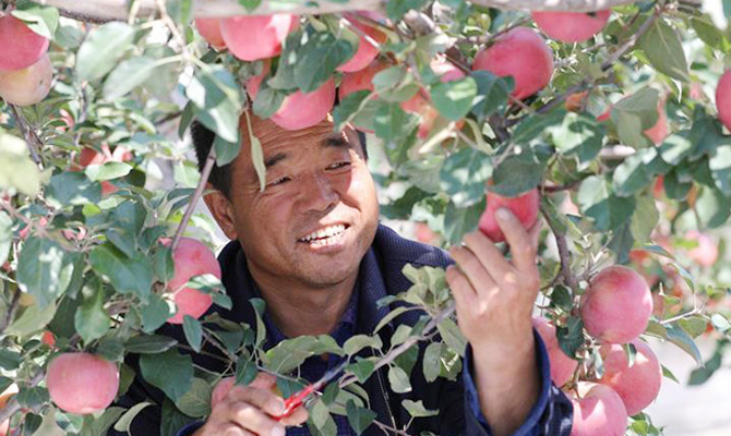 “苹果之乡”苹果红了