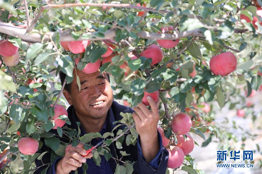 9月22日，在洛川县绿佳源果畜专业合作社苹果示范基地内，基地负责人栗存楼在采摘苹果。 秋收时节，“苹果之乡”陕西洛川苹果迎来了丰收季。目前洛川全县64万亩耕地中，苹果面积占到了53万亩，预计今年苹果产量达到90万吨，产值有望超过50亿元，苹果已成为当地农民重要的致富产业。 新华社记者都红刚摄