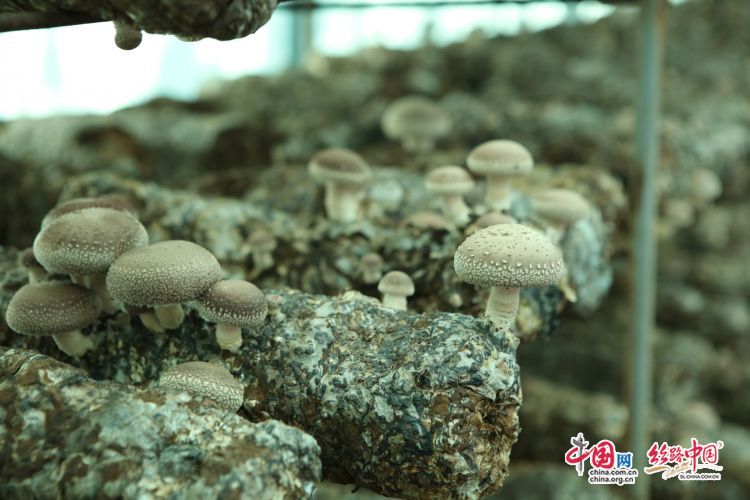 合阳麻阳社区：村民家门口有了致富园