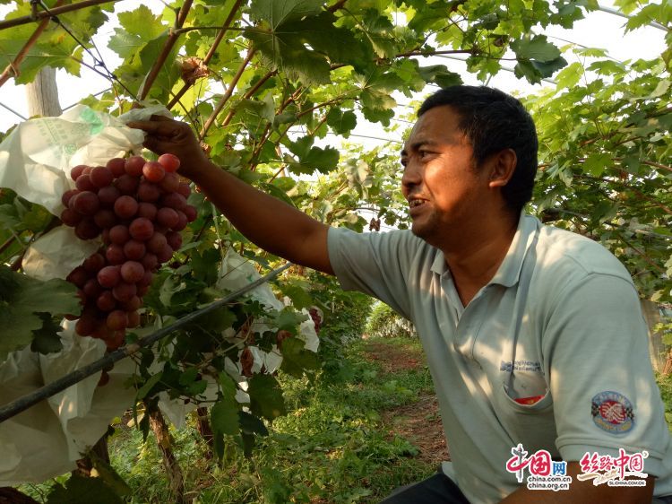 渭南合阳：“三变”改革壮大集体经济 实现脱贫致富
