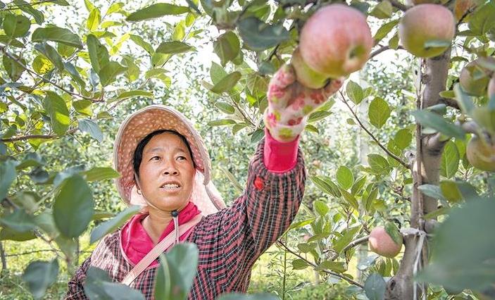 三秦新风貌 果香飘满园 富农正当时
