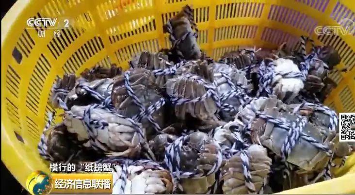 “紙螃蟹”背后套路：手里沒有一只蟹 經(jīng)銷商卻賺翻了