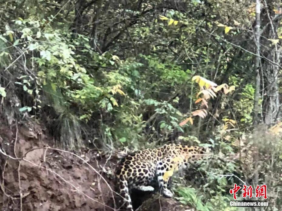 陜西黃陵國家森林公園現(xiàn)金錢豹