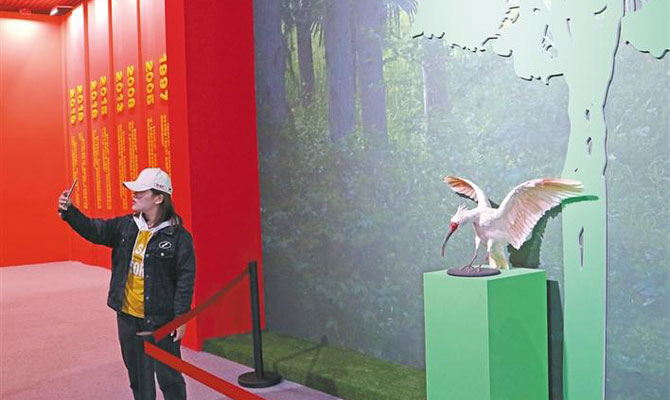 新中国成立70周年故事——寻找故事中的你 朱鹮“沉浮”记