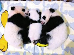 "快过百天啦 我们还没有名字" 3只秦岭大熊猫宝宝请你取名