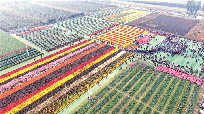 金秋到祖庵镇去赏菊