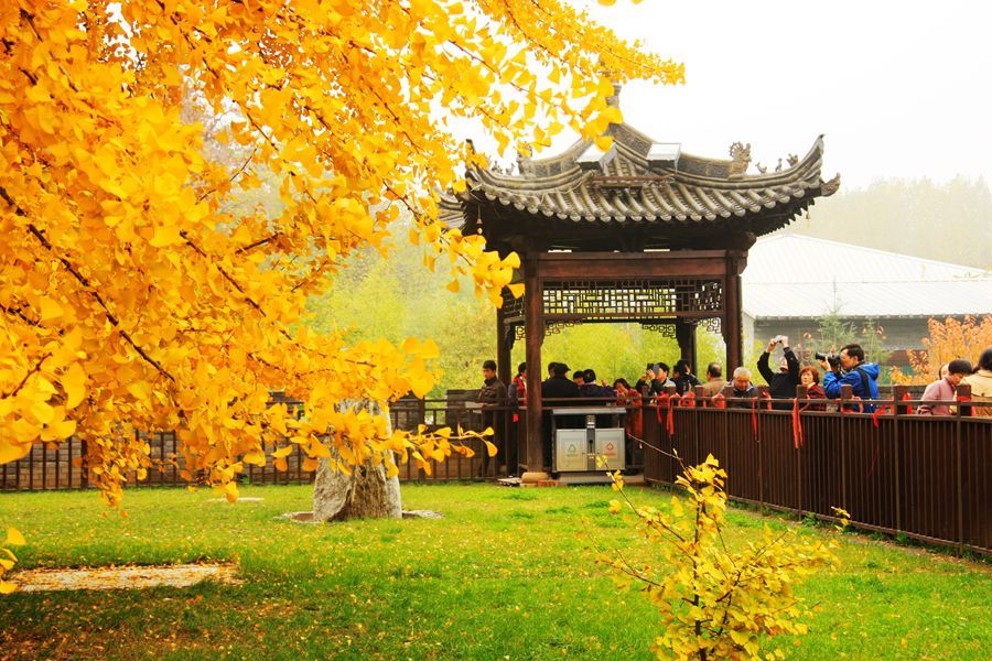 组图|西安古观音禅寺千年银杏树叶渐黄 观赏需提前预约