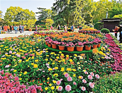 20多个品种近两万盆菊花争奇斗艳  市民金秋赏菊兴庆宫