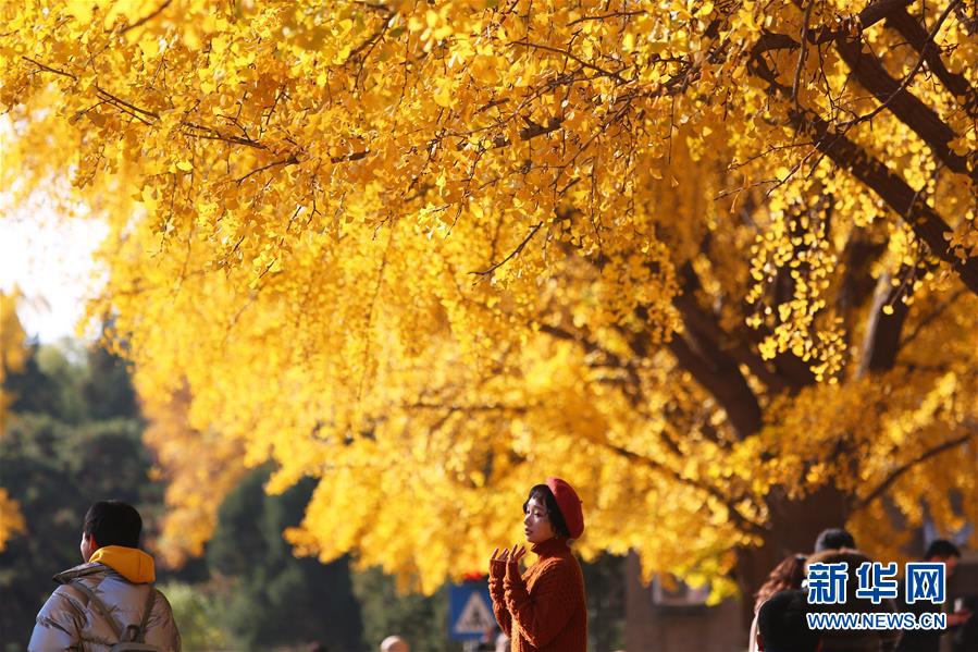 11月7日，一名女生在清华大学清华路上留影。 秋日午后的清华大学校园色彩斑斓，宛如油画，让人流连忘返。 新华社记者 李京 摄