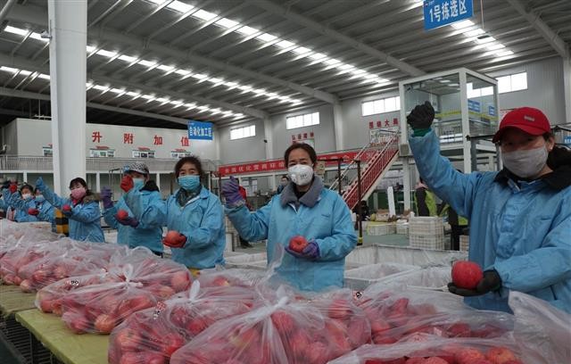 洛川捐赠苹果助力武汉抗疫