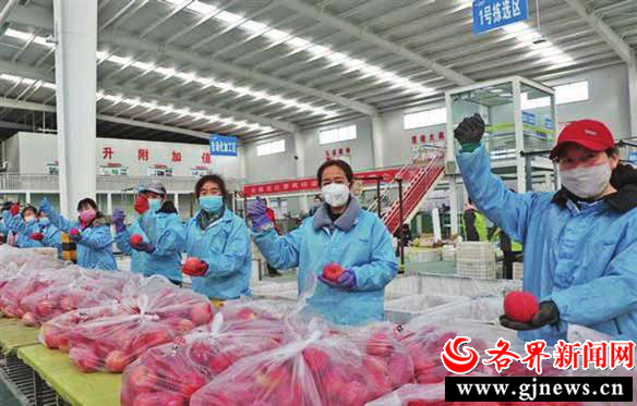 公司工作人员加班加点赶时间包装，希望武汉医务人员早日吃上洛川苹果。