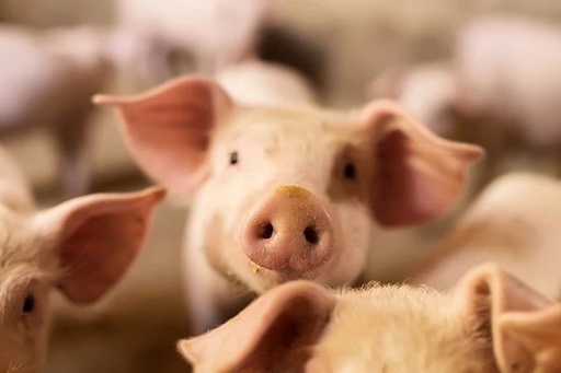 1月份全国生猪出栏增加 生产稳步恢复