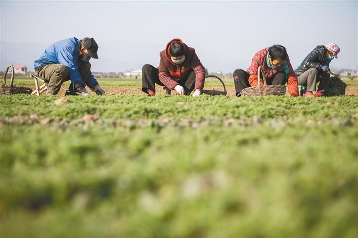 三秦新风貌 特色产业带领村民致富