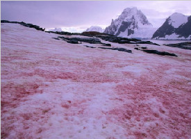 南極出現(xiàn)“西瓜雪”！科學家表示這不浪漫還可能很危險