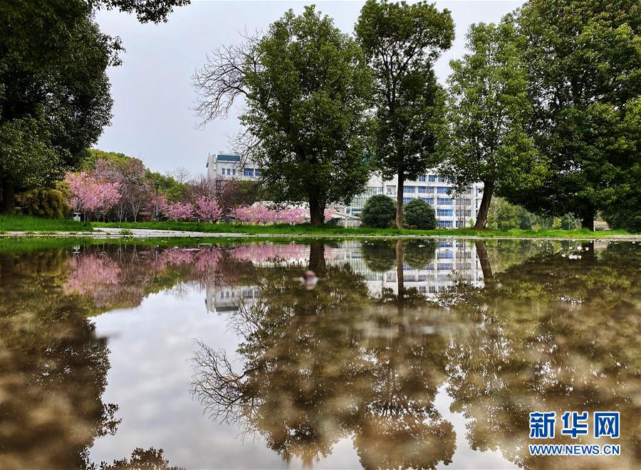 3月3日，樱花倒映在水中。新华社记者 费茂华 摄