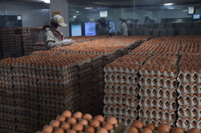 民建会员企业全力保障鲜鸡蛋市场供应