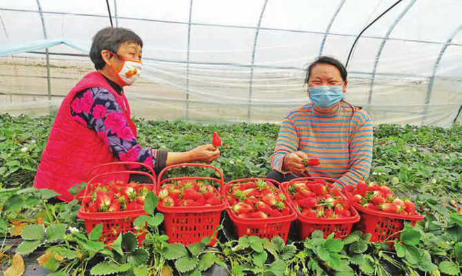 汉滨：农业园里春意浓