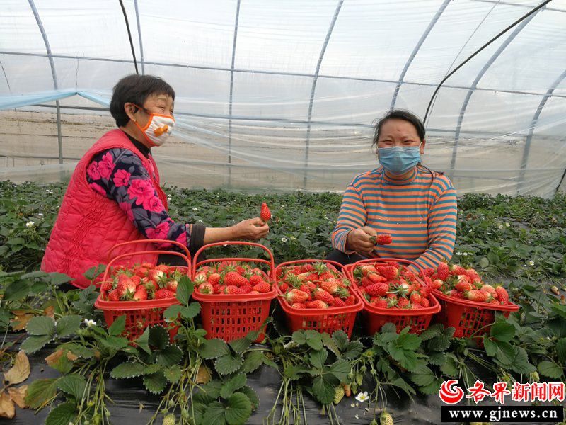 农业园里，人们正满脸欣喜的采摘草莓