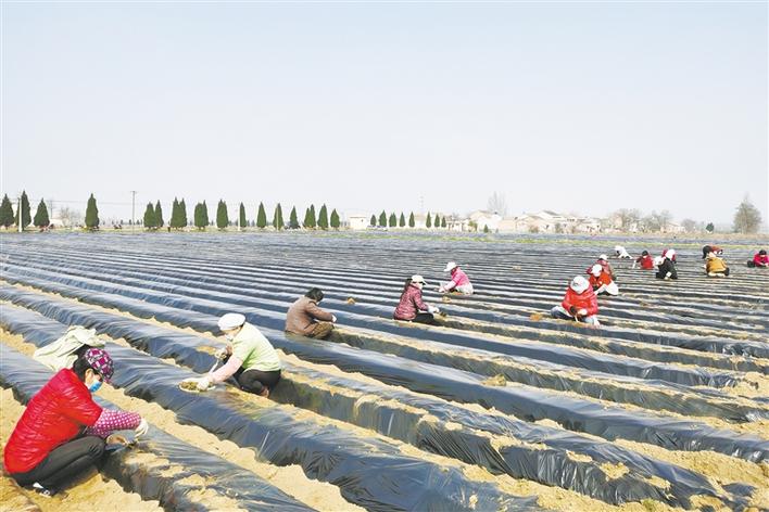 凤翔县六营村：连片种植丹参1500亩