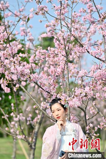 图为一名身着汉服的女生在樱花树下合影留念。　俞靖　摄