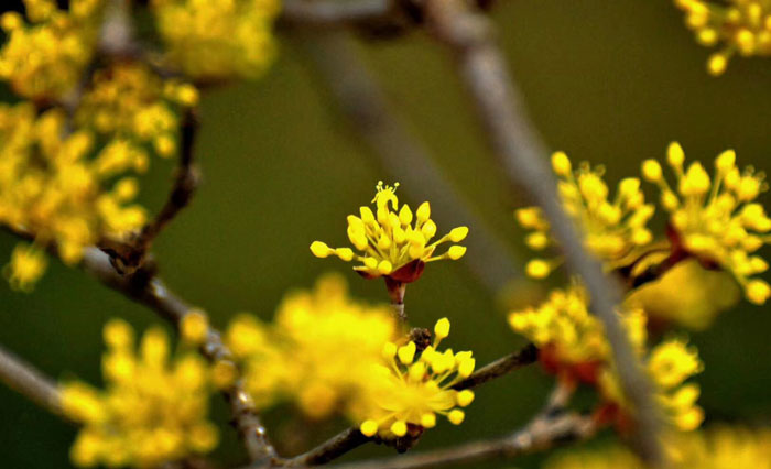 太白：山茱萸花开惹人醉