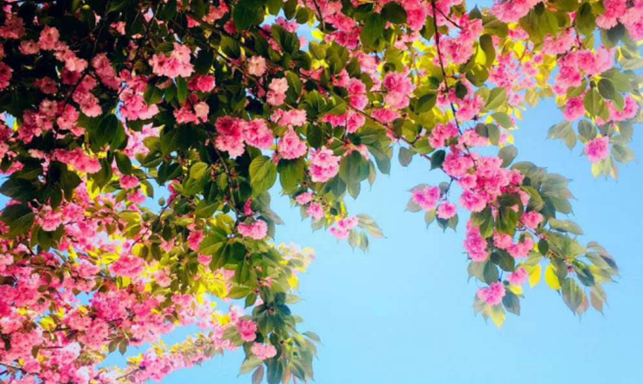 春天里的陕西 | 汉中汉台区：校园满春色