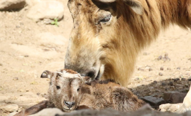 陕西省林业科学院珍稀野生动物救护基地喜迎三只新生羚牛宝宝