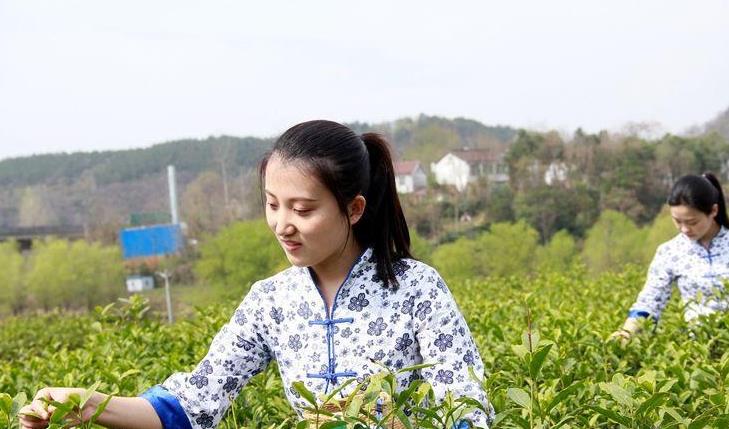 春天里的陕西｜西乡茶园春光正好