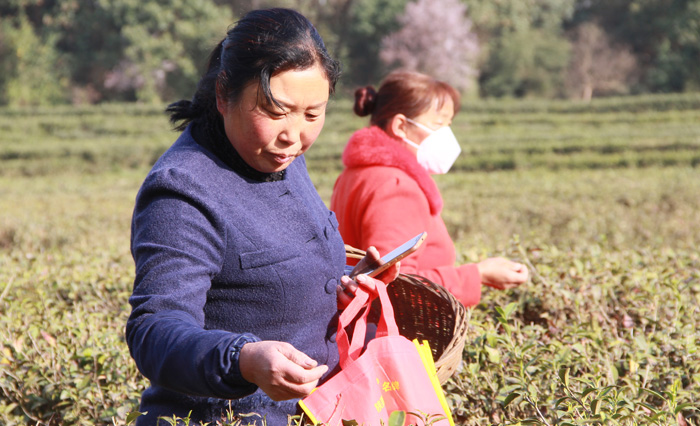 疫情之下采茶季复工复产助增收