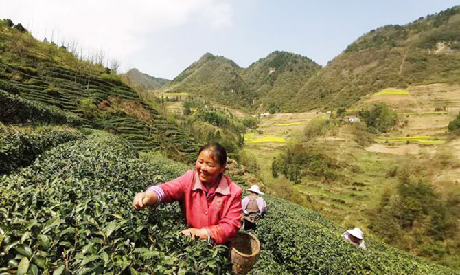 春茶抽新采摘忙