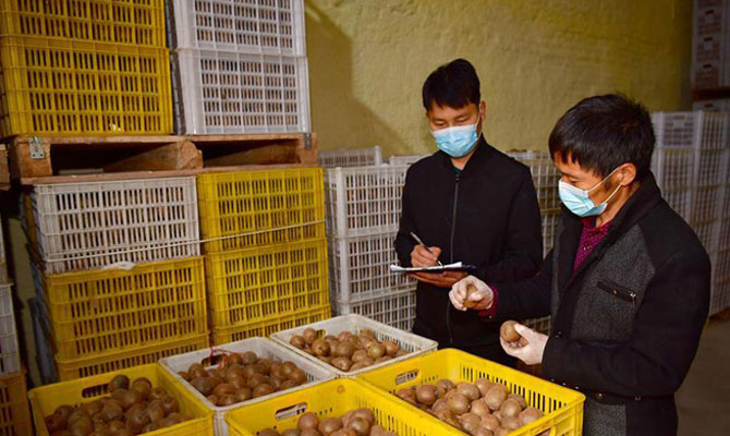 陕西周至：电商平台助力猕猴桃销售