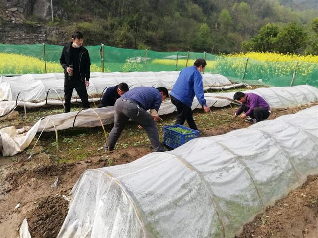 旬陽(yáng)縣呂河鎮(zhèn):子床假植育壯苗 翻耕起壟務(wù)煙忙