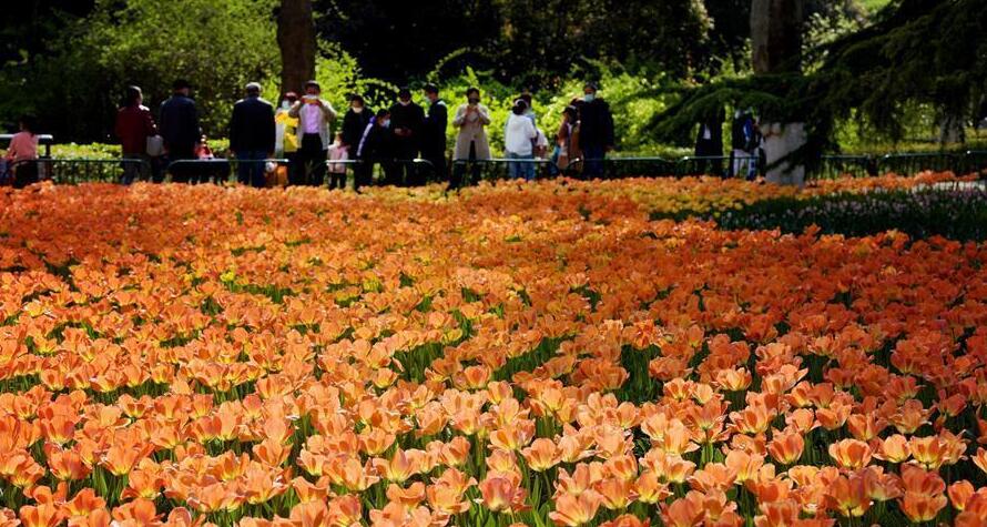 灿灿繁花竞春色