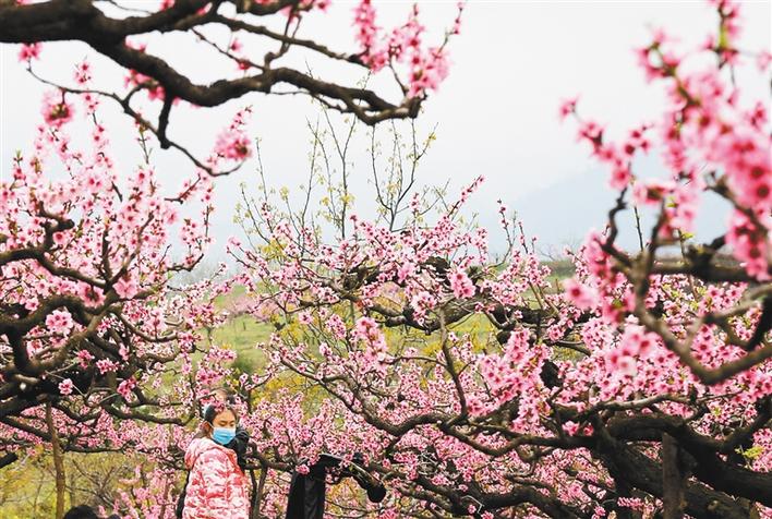 秦地多娇 瑞雪繁花两相逢