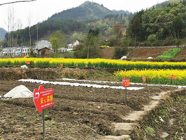平利:政協(xié)建議落地 “安心菜園”安心