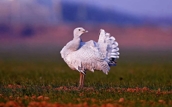 你见过没？飞过陕西上空的那些白色“异鸟”