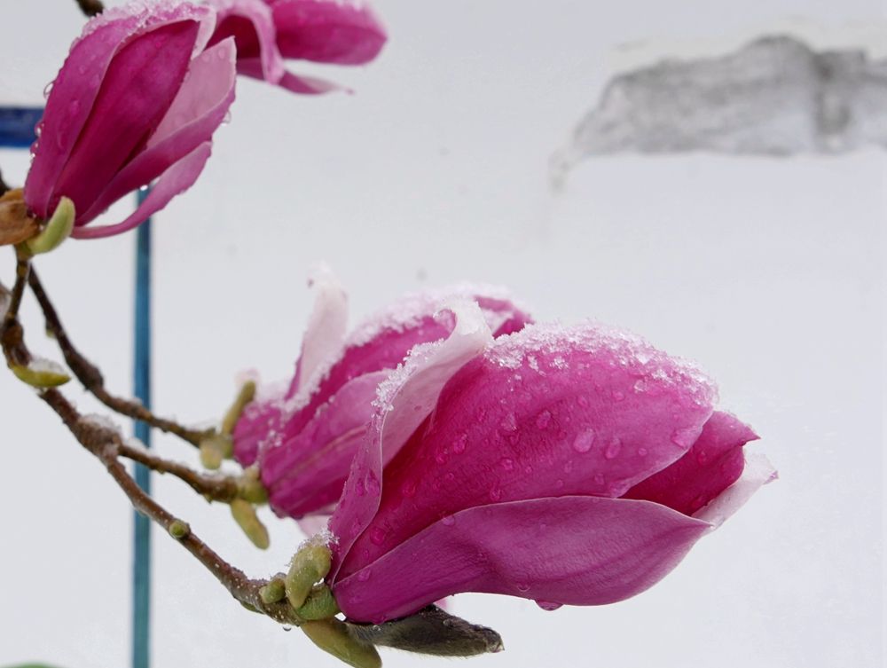 春天里的陕西丨陕西镇坪县：一场春雪，玉兰花尽显娇媚